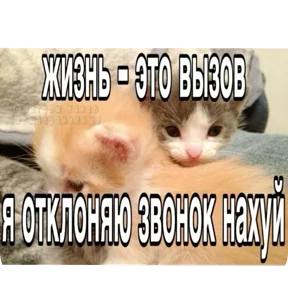 Стикер 38 из набора Котные мемесы