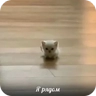 Обложка набора Котные мемесы