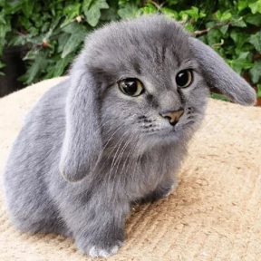 Обложка набора Котокролик