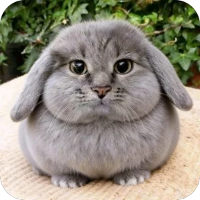 Стикер из набора Котокролик