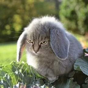Стикер из набора Котокролик