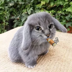 Стикер 19 из набора Котокролик