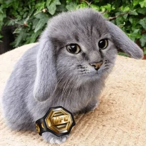 Стикер 20 из набора Котокролик