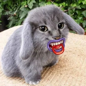 Стикер 23 из набора Котокролик