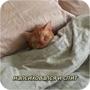Обложка набора Котопак