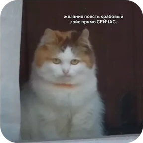 Стикер из набора Котопак