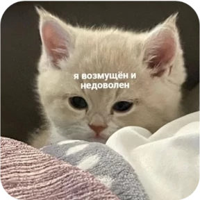 Стикер из набора Котопак