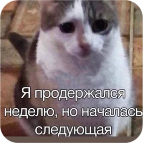 Стикер 18 из набора Котопак