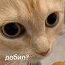 Обложка набора Котости2