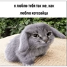 Обложка набора Котозаяц