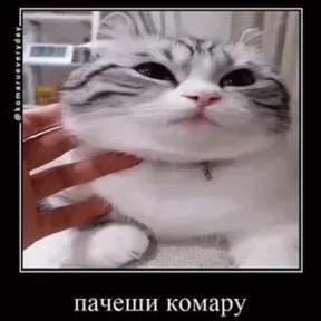 Стикер 4 из набора Коты комару by almaz