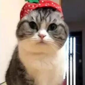 Стикер 12 из набора Коты комару by almaz