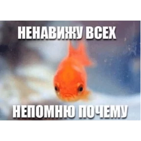 Стикер 2 из набора Коты-мемы 3