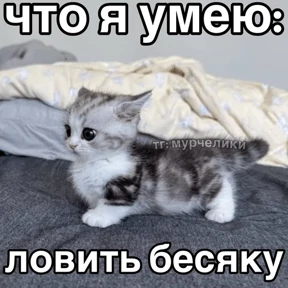 Стикер 3 из набора Коты-мемы 3