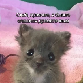 Стикер 5 из набора Коты-мемы 3