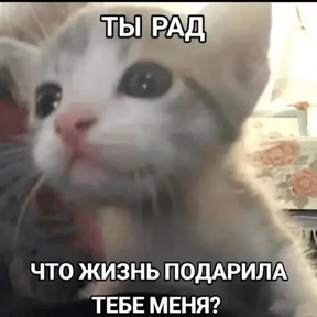 Стикер 14 из набора Коты-мемы 3