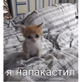 Стикер 15 из набора Коты-мемы 3