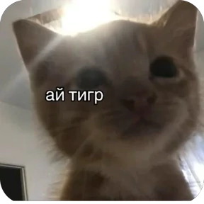 Стикер 17 из набора Коты-мемы 3