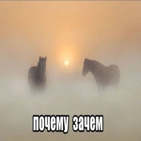 Стикер 4 из набора Коты-мемы 3