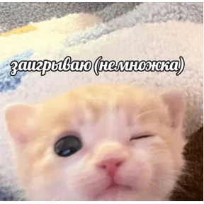 Стикер 24 из набора Коты-мемы 3