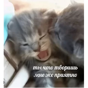 Стикер 2 из набора Коты-мемы 3