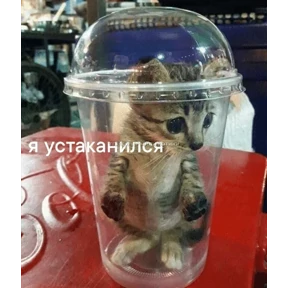 Стикер 27 из набора Коты-мемы 3