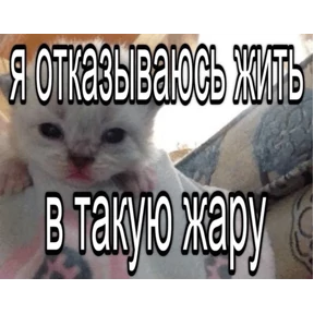 Стикер 28 из набора Коты-мемы 3