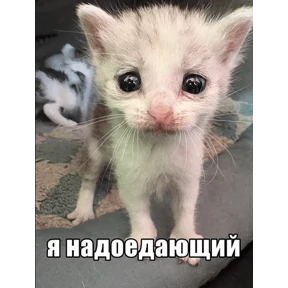 Стикер 3 из набора Коты-мемы 3