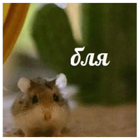Стикер 30 из набора Коты-мемы 3