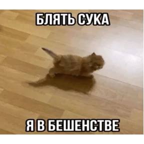 Стикер 36 из набора Коты-мемы 3
