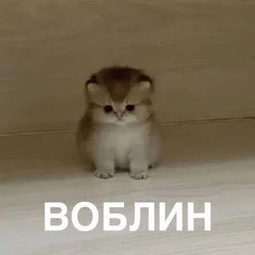 Стикер 6 из набора Коты-мемы 3