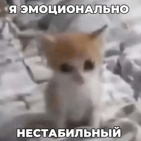 Стикер 1 из набора Коты-мемы 3