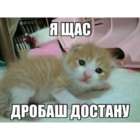 Стикер 45 из набора Коты-мемы 3