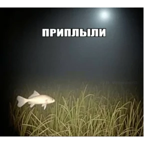 Стикер 51 из набора Коты-мемы 3