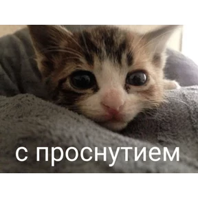 Стикер 52 из набора Коты-мемы 3