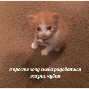 Стикер 54 из набора Коты-мемы 3