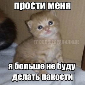 Стикер 57 из набора Коты-мемы 3