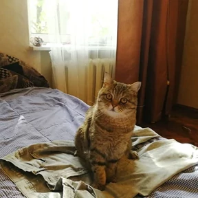Стикер 20 из набора Коты на каждый день