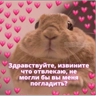 Обложка набора коты2