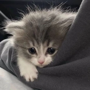 Стикер из набора Котята