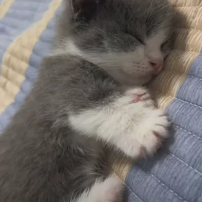 Стикер из набора Котята