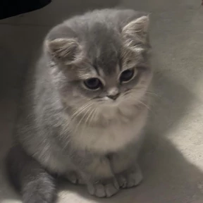 Стикер из набора Котята