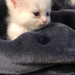 Стикер из набора Котята