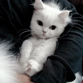 Стикер 7 из набора Котята