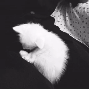 Стикер 14 из набора Котята
