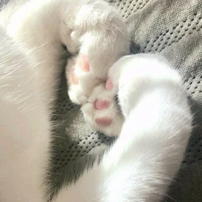 Стикер 1 из набора Котята