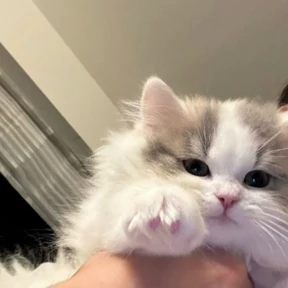 Стикер 18 из набора Котята