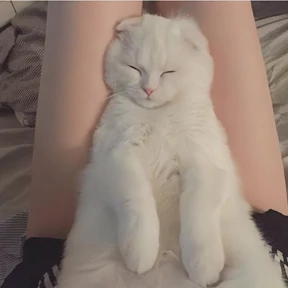 Стикер 23 из набора Котята