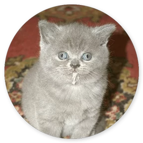 Стикер 21 из набора Кружочки котов