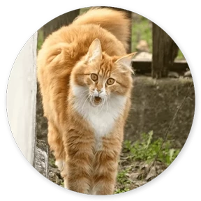 Стикер 22 из набора Кружочки котов